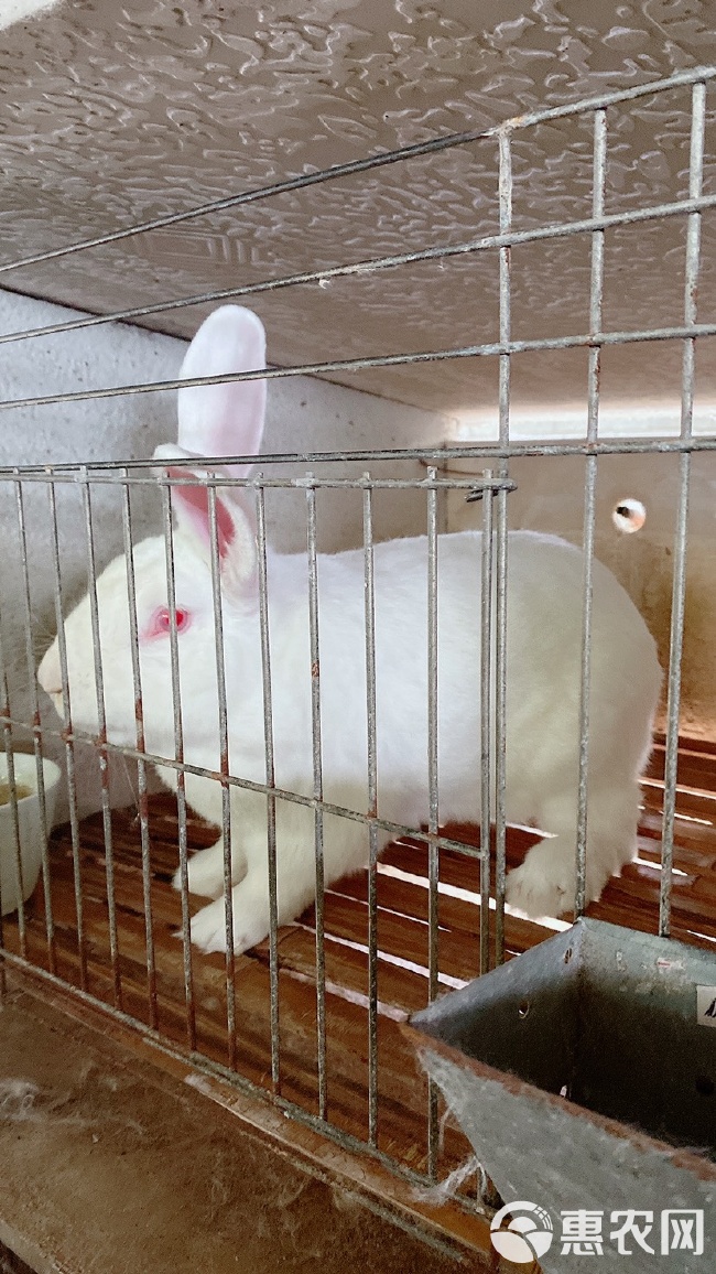 肉兔子的养殖方法,肉兔品种,养兔子,白兔,灰色 肉兔子的养殖方法,肉兔品种,养兔子,白兔,灰色