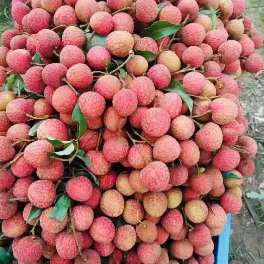 遂溪县荔枝