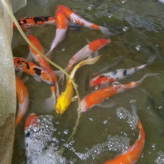 博罗县精品锦鲤 锦鲤鱼苗 红白，大正三色，昭和三色