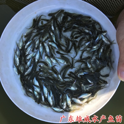 广州鲮鱼苗