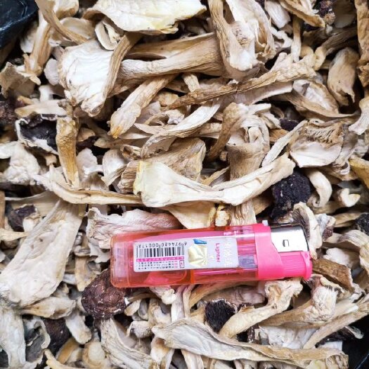 息烽县赤松茸