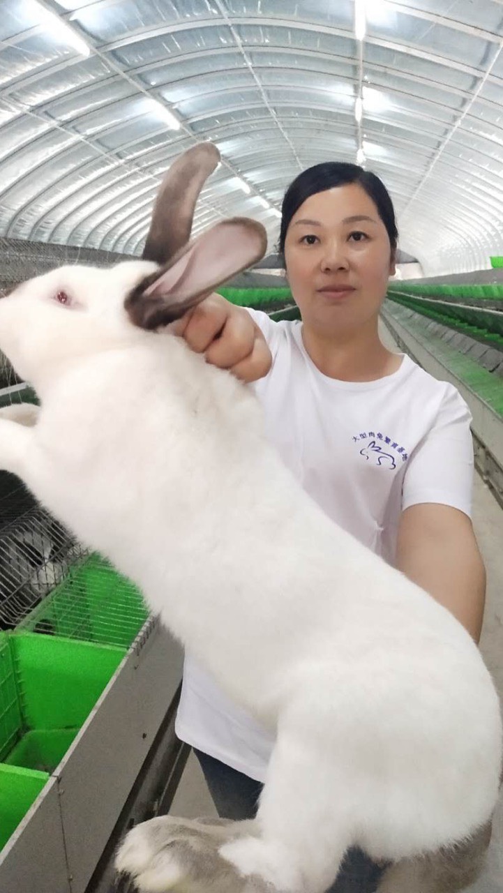 肉兔子的养殖方法,肉兔品种,养兔子,白兔,灰色 肉兔子的养殖方法,肉兔品种,养兔子,白兔,灰色