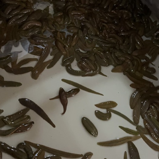 中山市蚂蟥，菲牛蛭一手货源商品