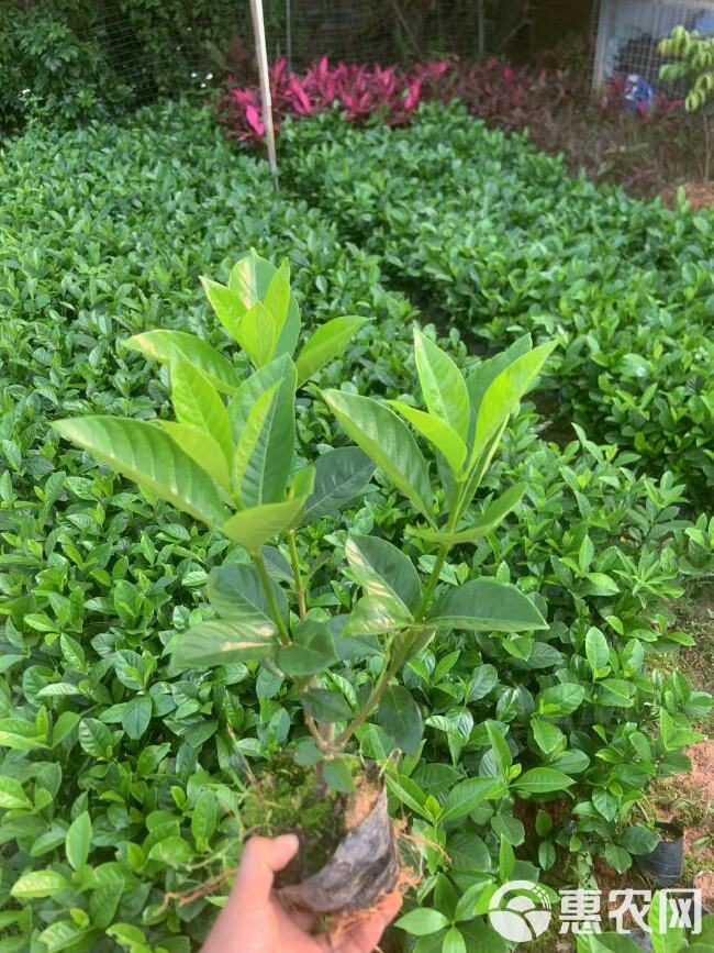 栀子花大叶栀子花基地直发大量现货