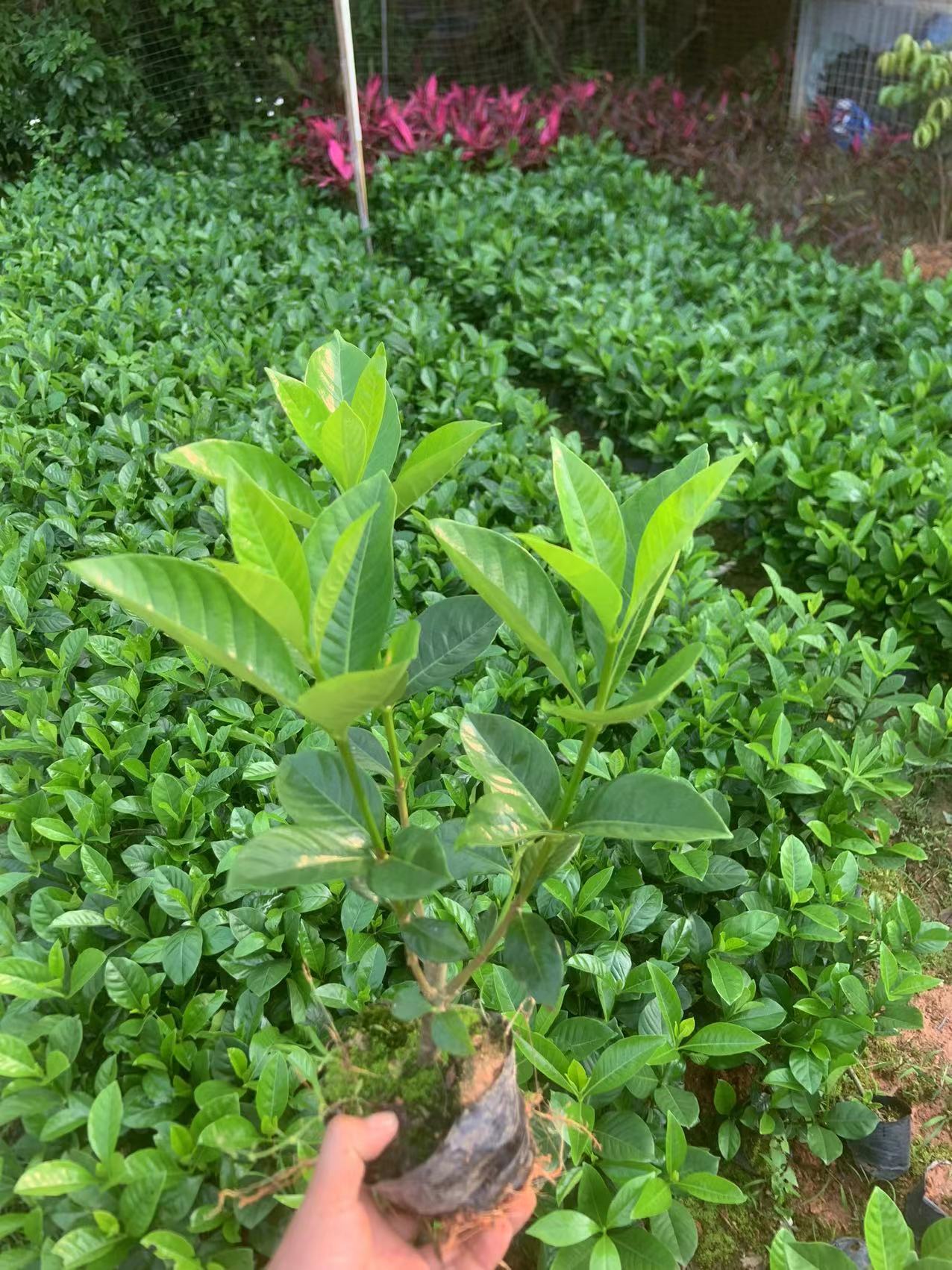 栀子花大叶栀子花基地直发大量现货