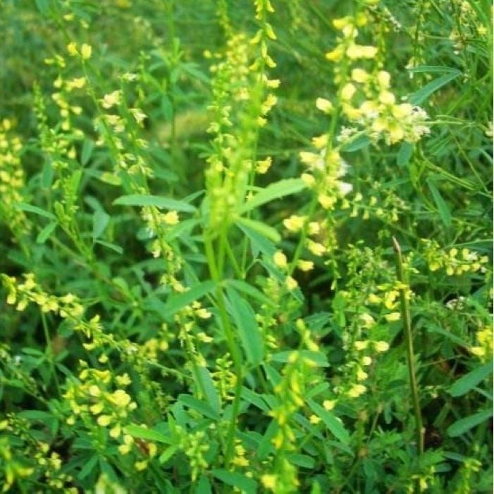 草木樨种子 草木犀 蜜源植物 黄花草 牧草型 绿肥 耐寒耐贫