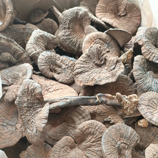 寻乌县灵芝