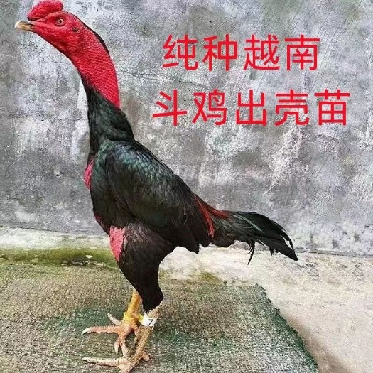 西峡县泰国斗鸡