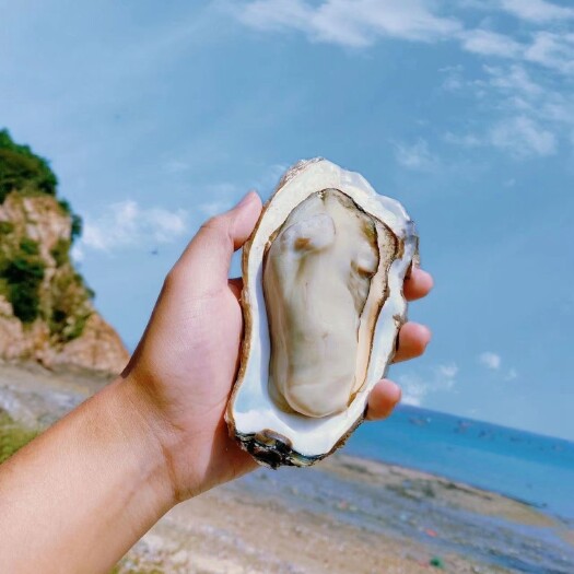 廉江市【湛江生蚝】鲜嫩多汁，口感醇厚，让你吃过就爱上！