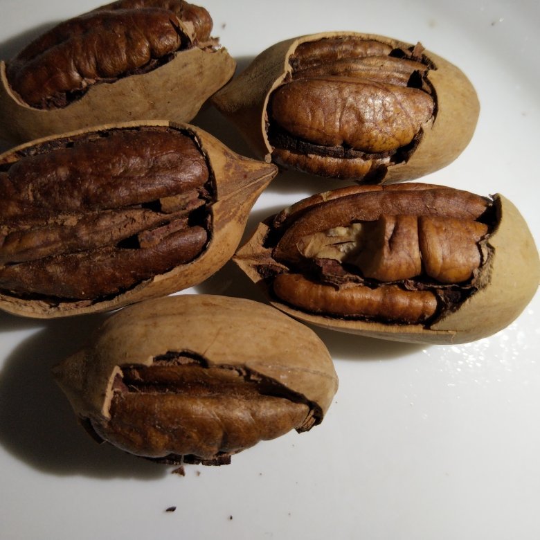 全椒县全椒碧根果