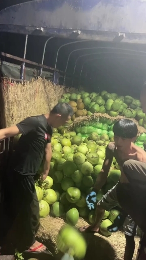 文昌市每天大量新鲜现摘椰子价格