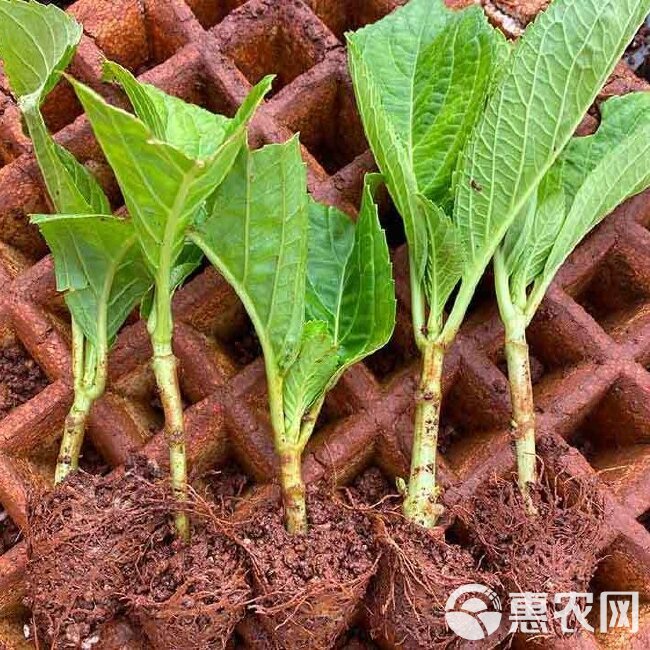 云南绣球花苗基地直销阳台庭院无尽夏八仙花盆栽地栽耐寒四季