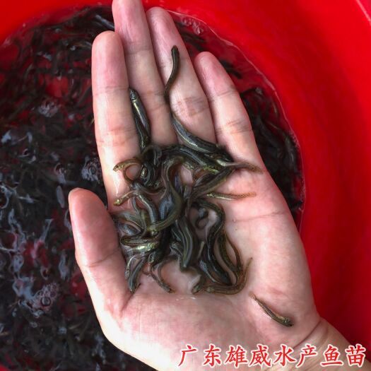 广州泥鳅苗
