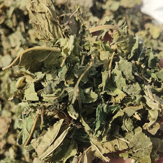 亳州霜后干桑叶纯需要的联系我