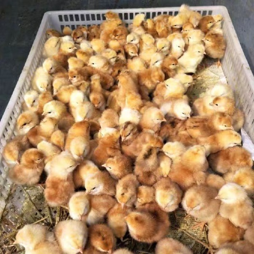 西峡县三黄鸡