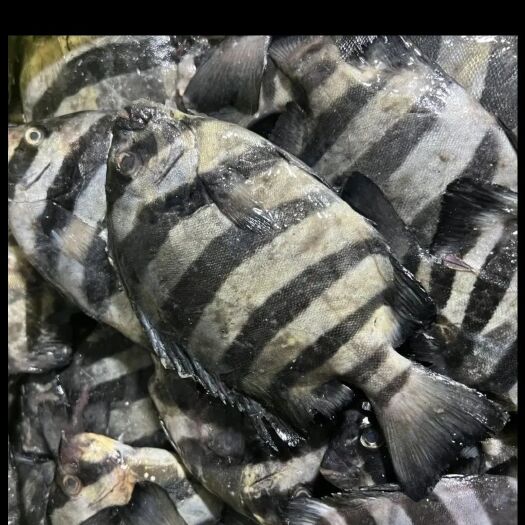 连云港当季新花斑鲳鱼石鲷鱼黑石斑鱼黑立鱼1斤约5-6条整箱海鲜水产