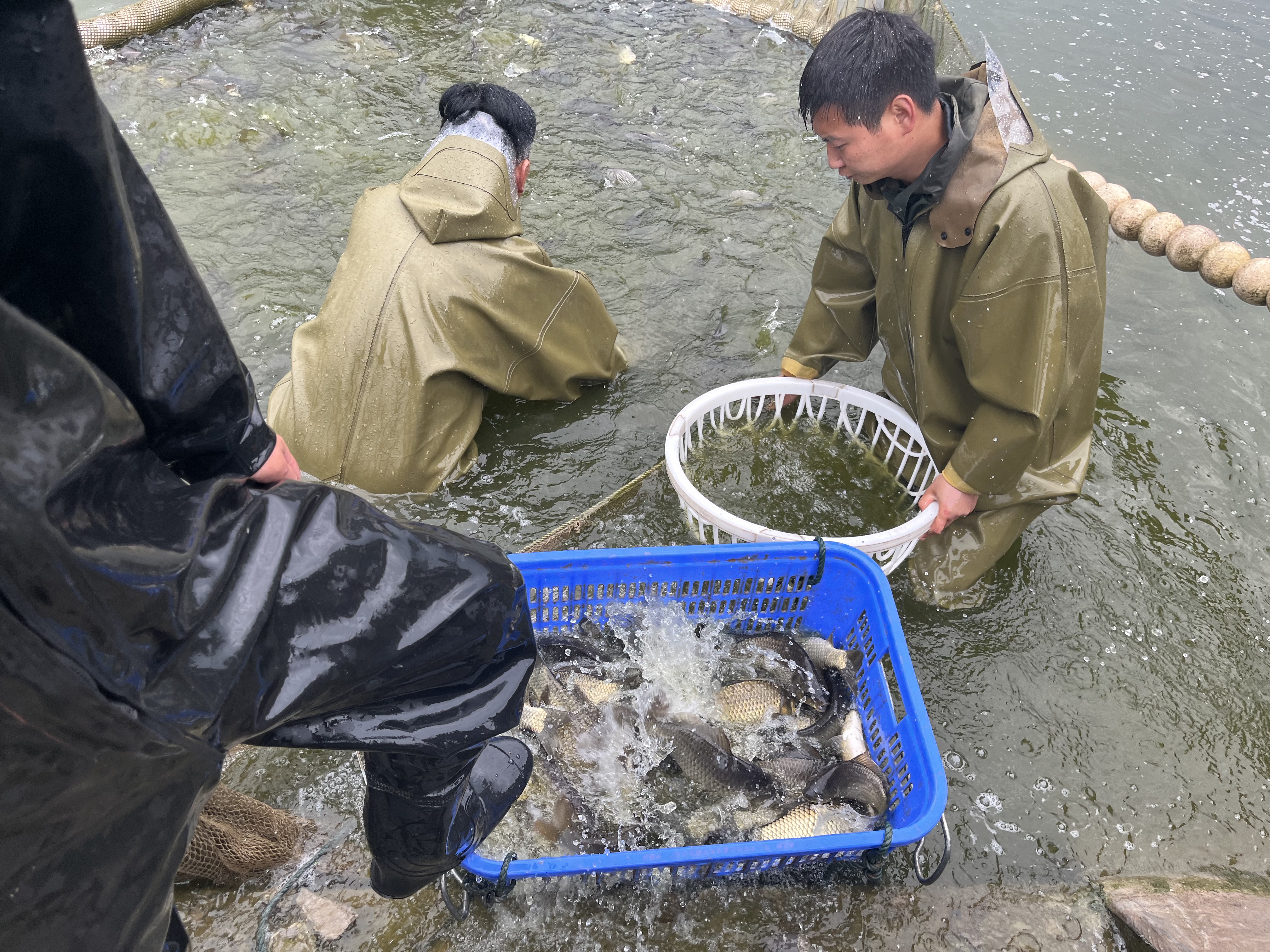 黄金鲫成鱼、鱼苗