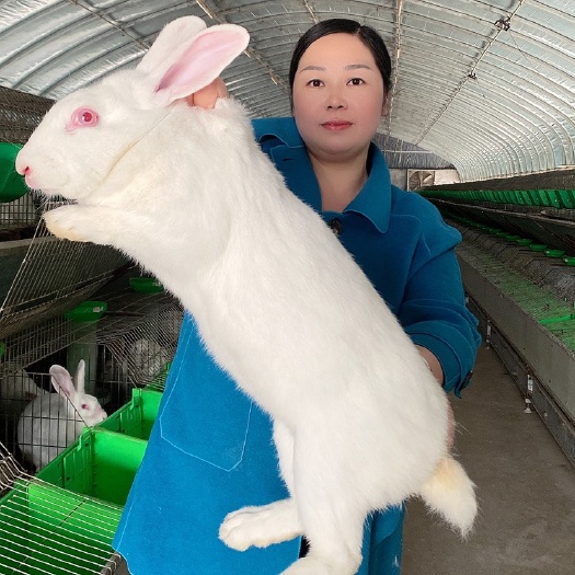 嘉祥县肉兔养殖挣钱吗？新西兰兔现在多少钱一斤？￼