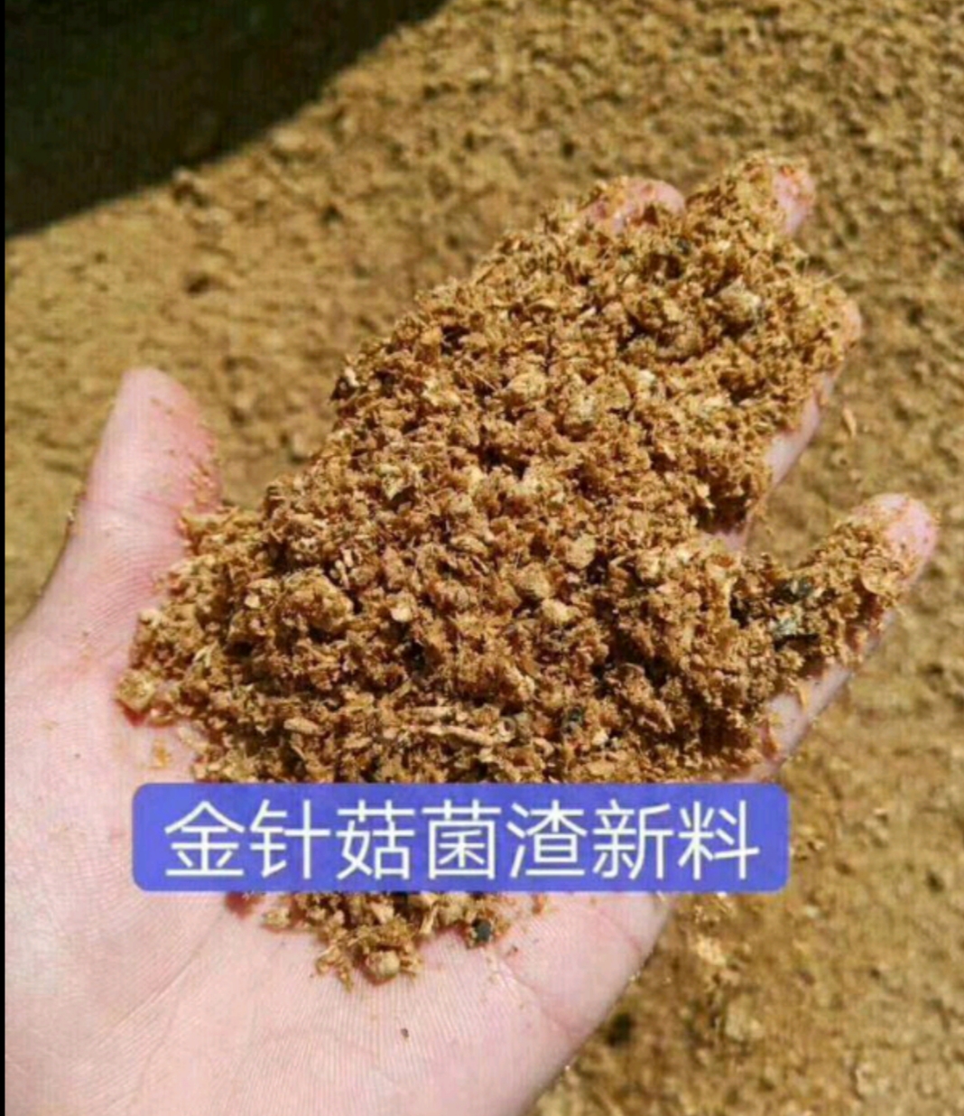 济宁食用菌渣 工厂化金针菇生产基地，长期稳定供应金针菇菌渣