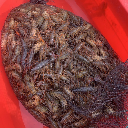 浦江县金华本地小龙虾苗