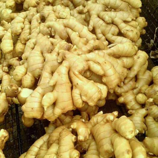 沂水县黄姜大量供应，姜把货源充足价格实惠。