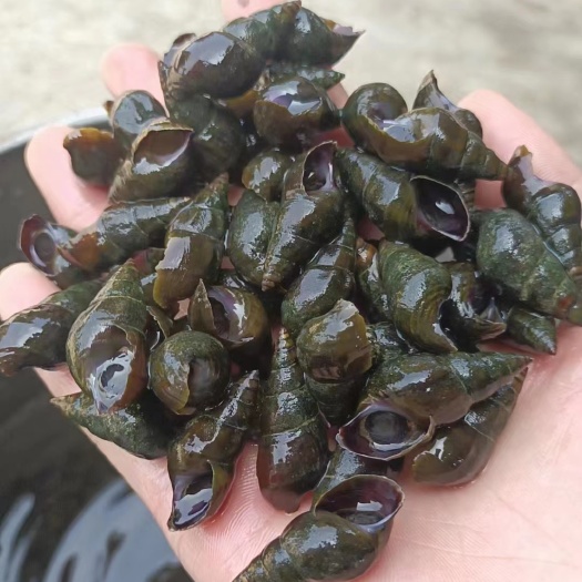 天等县山坑螺1.2规格以上