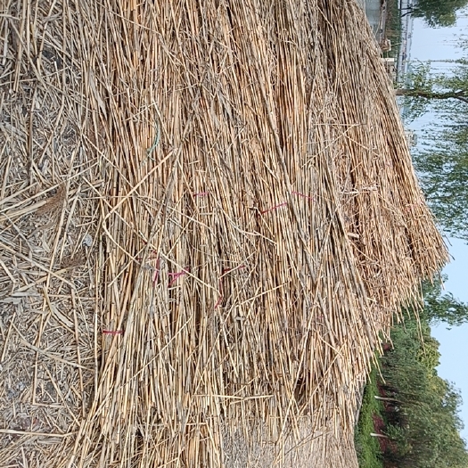 寿县干芦苇，大量现货