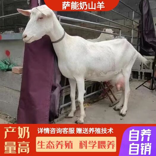 西峡县萨能奶山羊