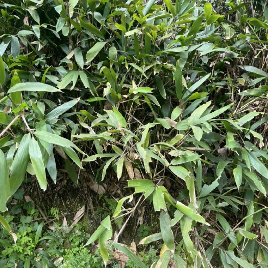 三都县阔叶箬竹苗  粽叶粽子用叶片粽粑竹种苗