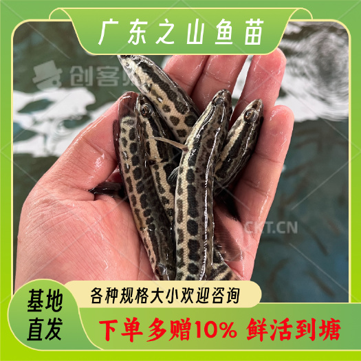 化州市乌鳢苗  优质黑鱼苗 淡水养殖 苗场一手货源直供