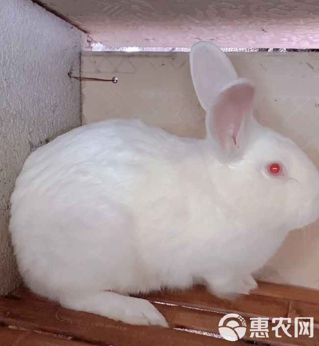 肉兔子的养殖方法,肉兔品种,养兔子,白兔,灰色 肉兔子的养殖方法,肉兔品种,养兔子,白兔,灰色