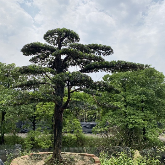 佛山精品罗汉松