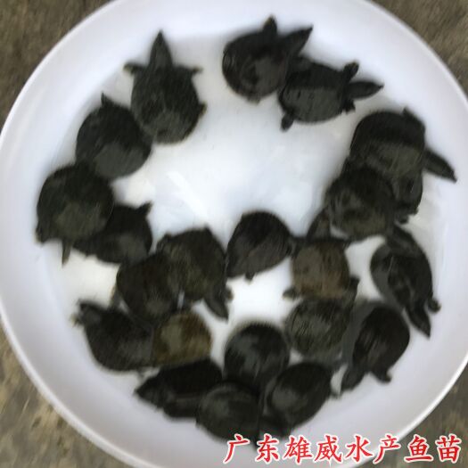 广州中华鳖苗甲鱼苗
