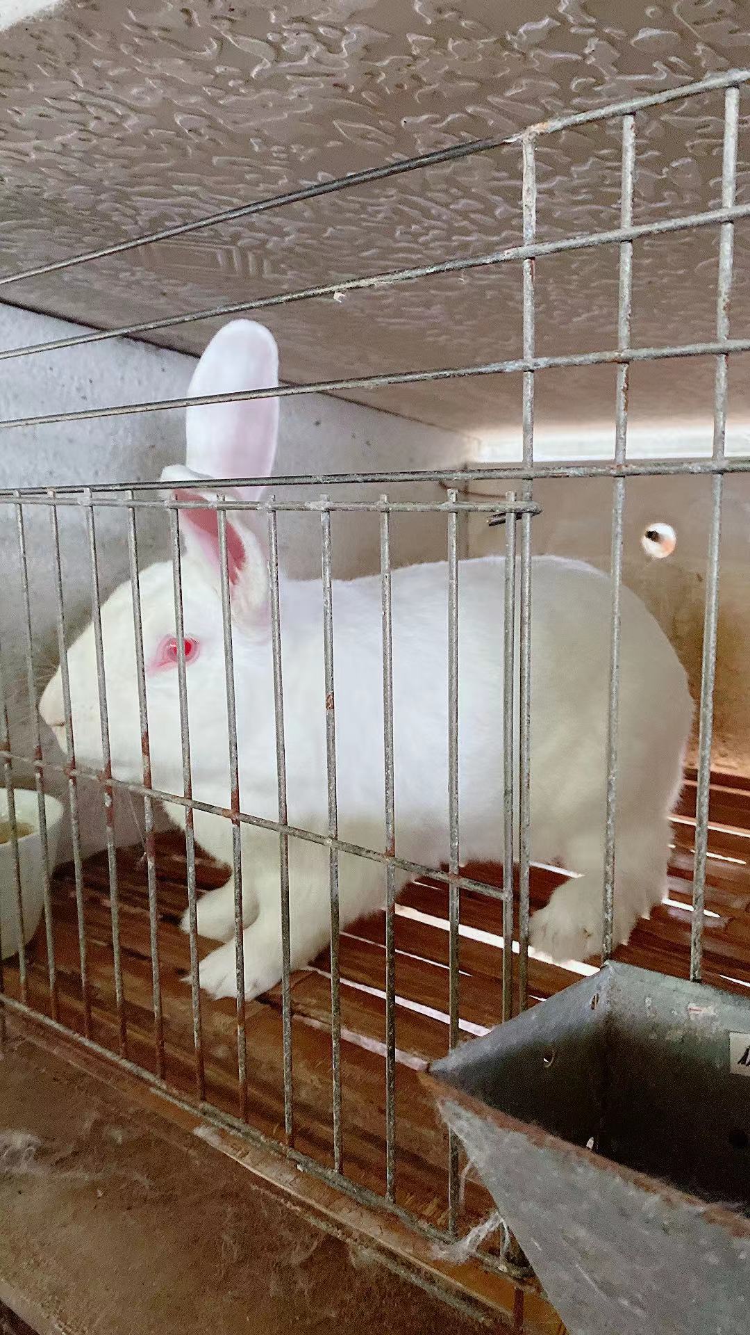 肉兔子的养殖方法,肉兔品种,养兔子,白兔,灰色 肉兔子的养殖方法,肉兔品种,养兔子,白兔,灰色