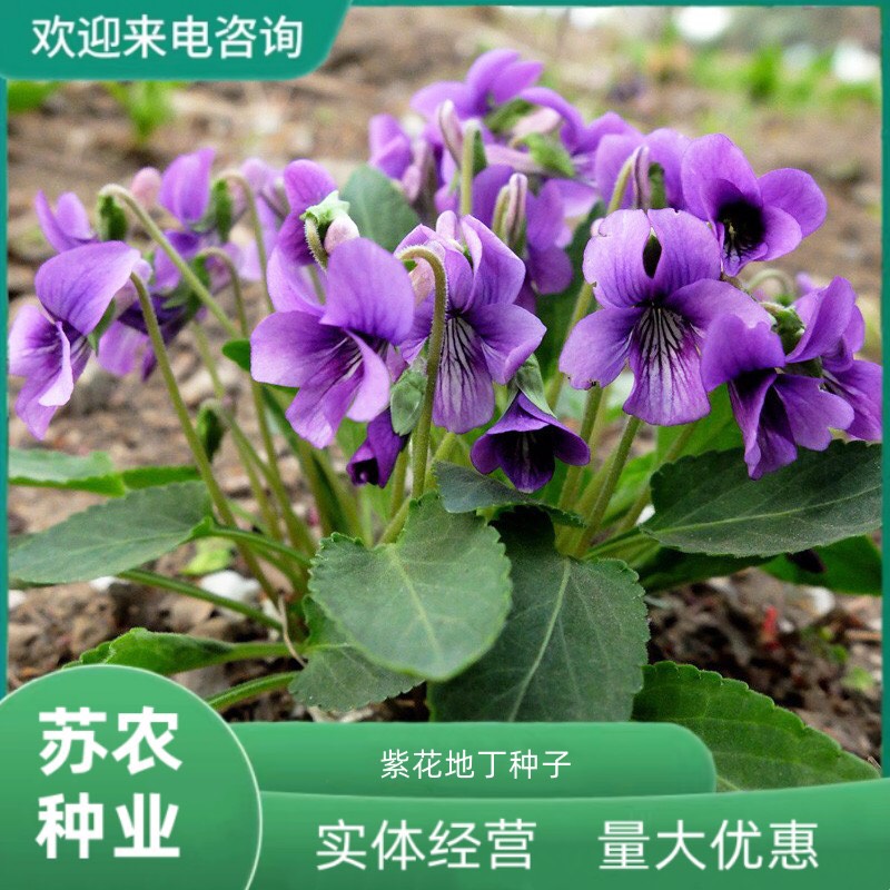 沭阳县紫花地丁种子多年生花种籽四季中药材野堇菜花籽花地丁矮生花籽