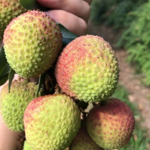 佛山2023年三月红荔枝大量上市
