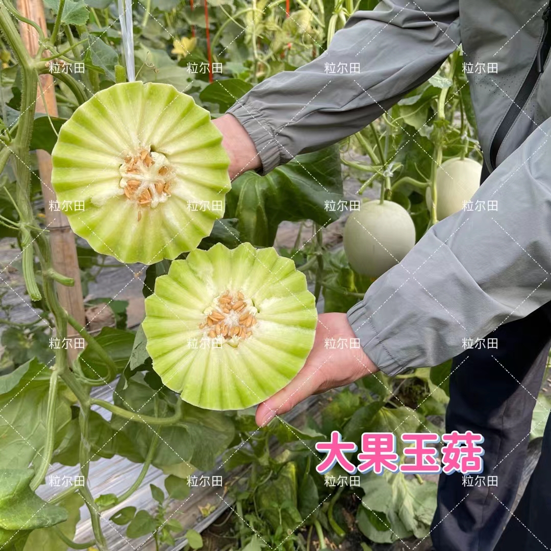 圆果绿肉玉菇甜瓜种子肉厚腔小口感糯甜哈密瓜子春秋大棚用种