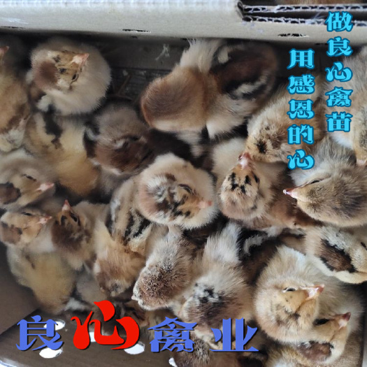 衡阳青脚鸡苗小鸡苗活体土杂鸡苗另有青脚土鸡黑鸡苗三黄土鸡苗黄乌鸡