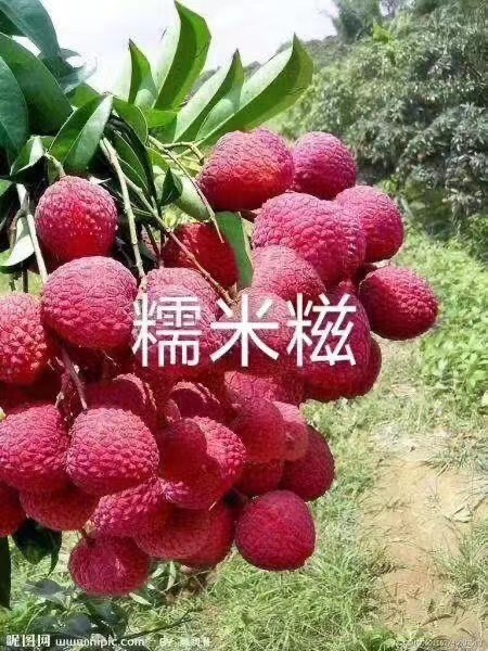 深圳深圳南山荔枝