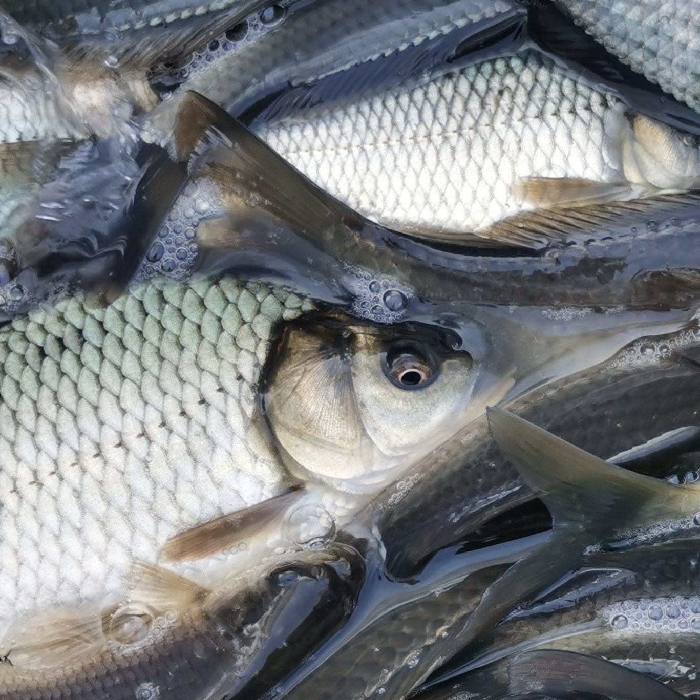 優(yōu)質(zhì)大鯽魚(yú)，中科5號(hào)工程鯽湘云鯽高背鯽魚(yú)淡水養(yǎng)殖體抗病鯽魚(yú)苗