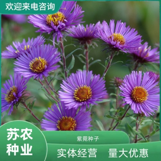 高山紫苑种子紫菀种子多年生种子