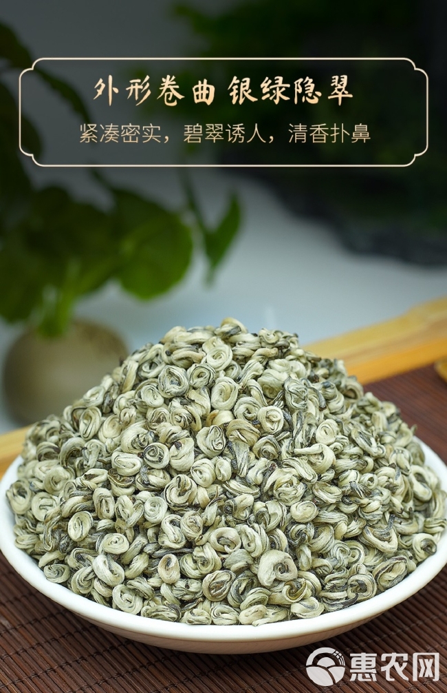 云南茶农自产全芽碧螺春2023新茶碧螺春绿茶叶明前春茶浓香型