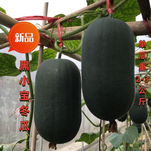 广州小型黑皮冬瓜种子 黑小宝 小巧玲珑 抗病 产量较高