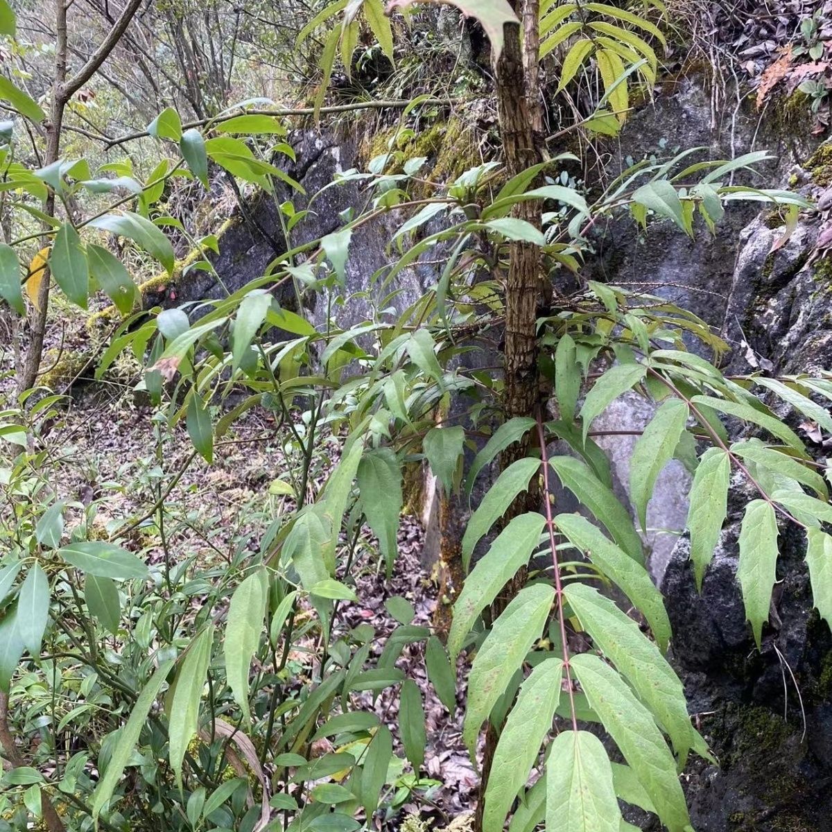 贵州深山十大功劳中草药中药材土黄连黄连土黄柏功劳木根黄连