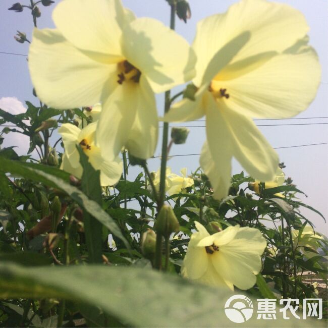 金花葵种子，菜芙蓉野芙蓉黄蜀葵种籽春季观赏保野菜秋季吃花籽种