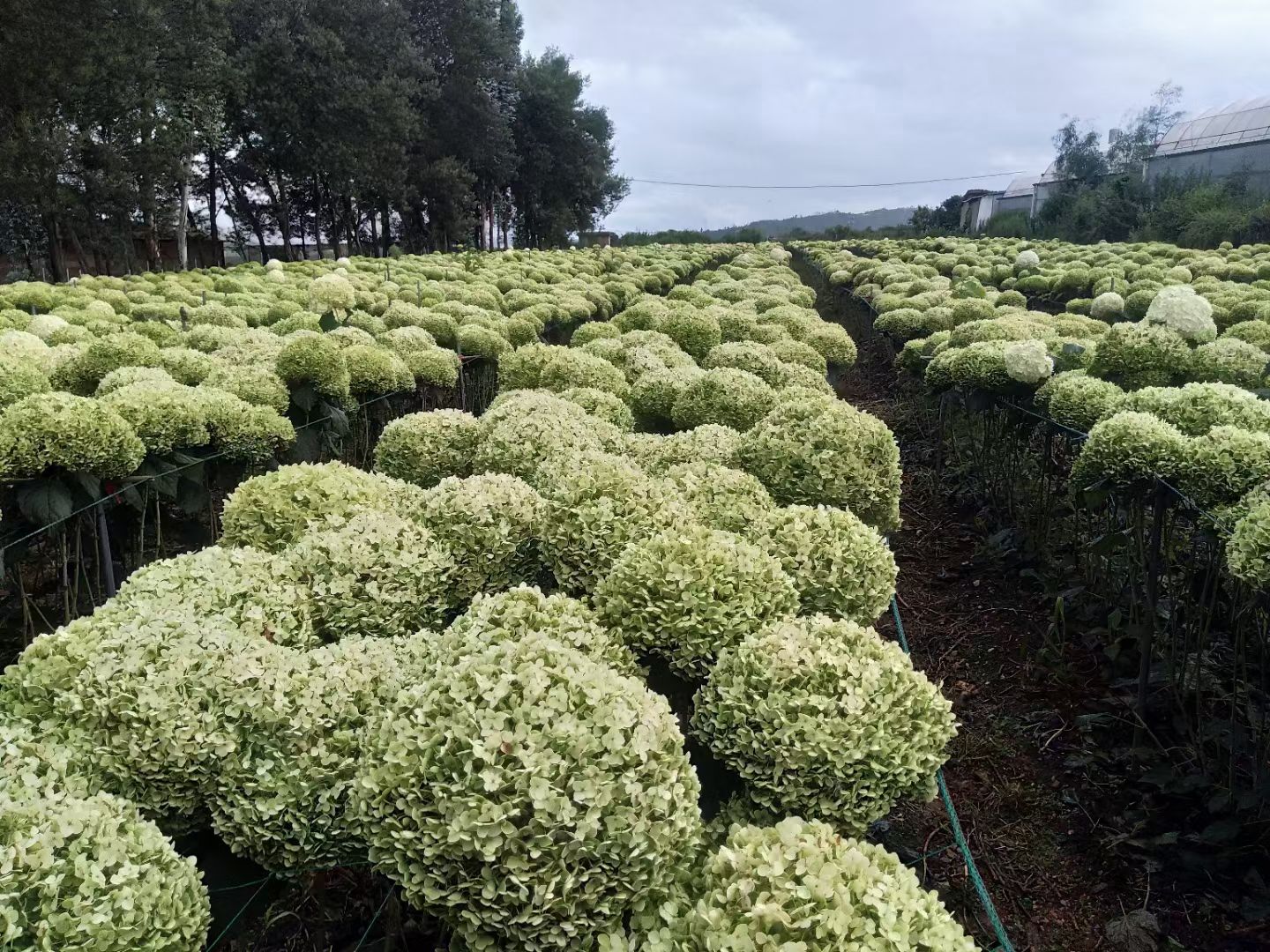 无敌安娜贝拉 小苗袋苗都有 可用于园艺绿化工程 全国各地发货