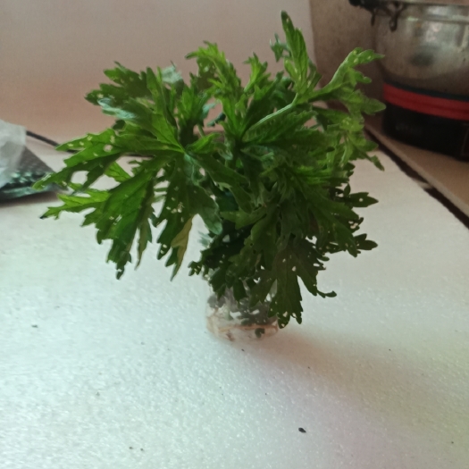 新密市益母草干品