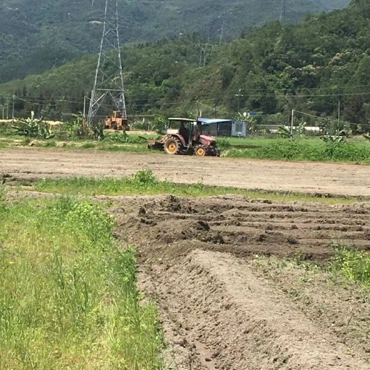 台山市水田