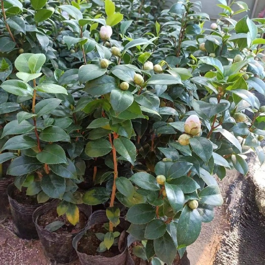 雅安山茶花树苗当年开花