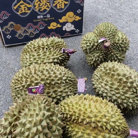 泰国青尼巴掌 28-29净重 520/箱 9-10头